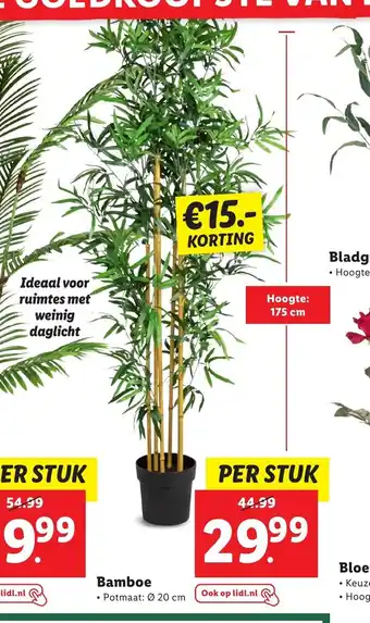 Lidl Bamboe potmaat 20 cm aanbieding