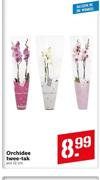 Coop Orchidee twee-tak pot 12cm aanbieding