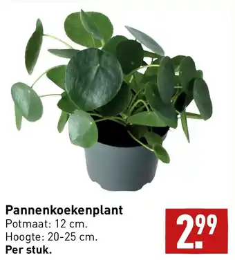 ALDI Pannenkoekenplant aanbieding