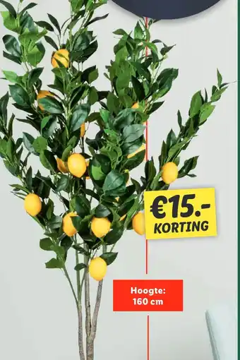 Lidl Citroenboom aanbieding