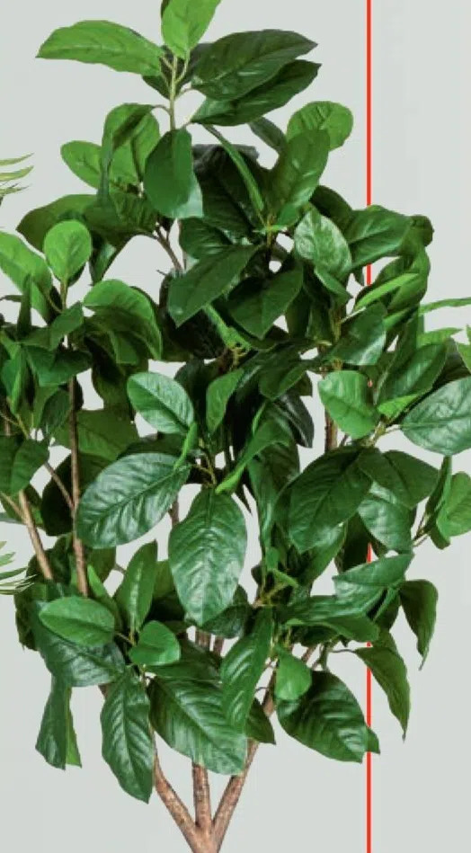 Magnolia aanbieding bij Lidl