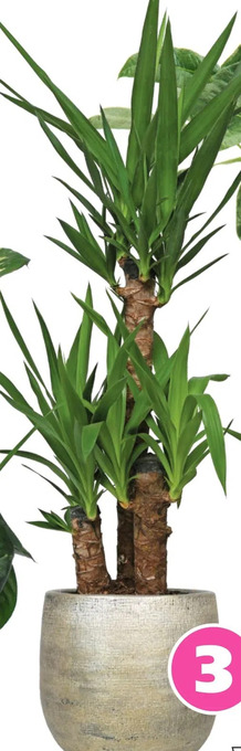 Ranzijn Palmlelie yucca 3 stam aanbieding