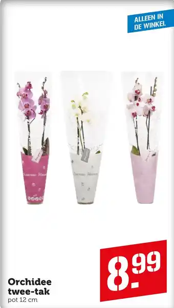 Coop Orchidee twee-tak aanbieding