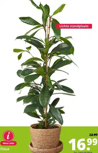 GroenRijk Ficus lichte standplaats aanbieding