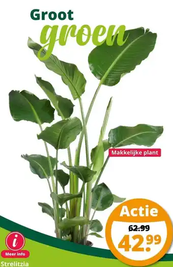 GroenRijk Strelitzia makkelijke plant aanbieding