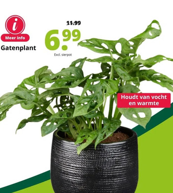 GroenRijk Gatenplant aanbieding
