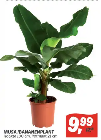 Dekamarkt Musa/bananenplant aanbieding