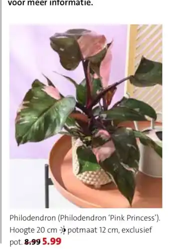 Intratuin Philodendron (philodendron 'pink princess') 20cm aanbieding