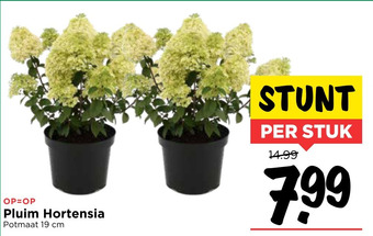 Vomar Voordeelmarkt Pluim hortensia aanbieding