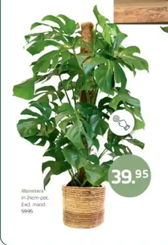 Coppelmans Monstera In 24 cm-pot aanbieding