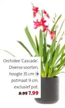Intratuin Orchidee 'cascade. aanbieding