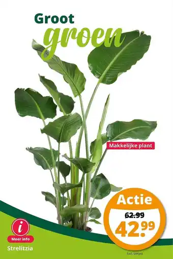 GroenRijk Strelitzia aanbieding