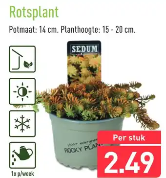 ALDI Rotsplant aanbieding