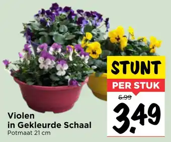 Vomar Voordeelmarkt Violen in Gekleurde Schaal aanbieding