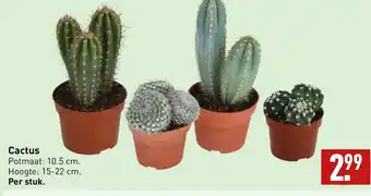 ALDI Cactus aanbieding