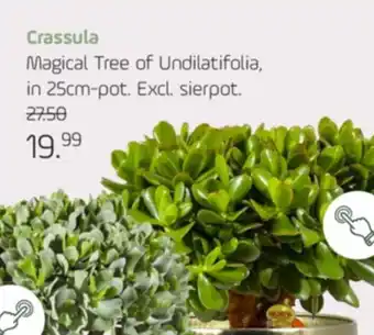 Coppelmans Crassula magical tree of undilatifolia in 25cm pot aanbieding