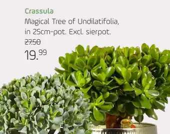 Coppelmans Crassula aanbieding