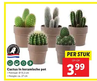 Lidl Cactus in keramische pot per stuk aanbieding