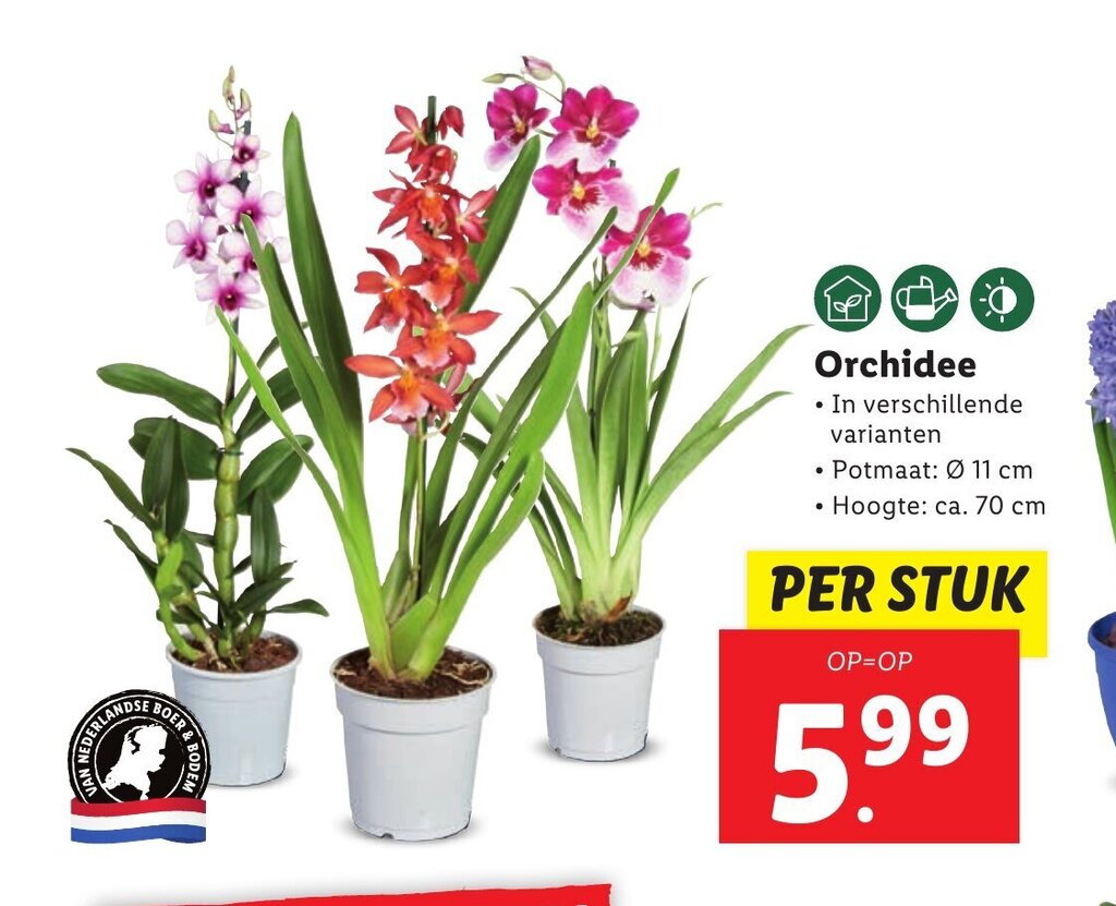 Orchidee per stuk aanbieding bij Lidl