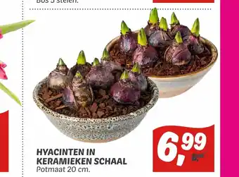 Dekamarkt Hyacinten In Keramieken Schaal potmaat 20 cm aanbieding