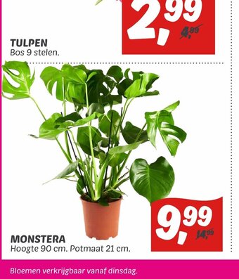 Dekamarkt Monstera aanbieding