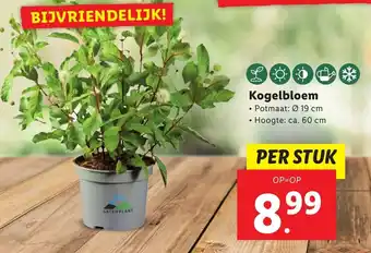 Lidl Kogelbloem aanbieding