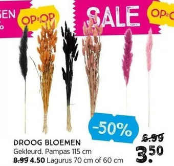 Xenos Droog bloemen aanbieding