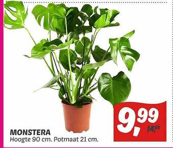 Dekamarkt Monstera aanbieding