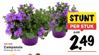 Vomar Voordeelmarkt Campanula 12 cm aanbieding