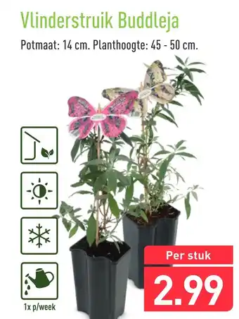 ALDI Vlinderstruik Buddleja aanbieding