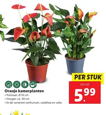 Lidl Oranje kamerplanten aanbieding