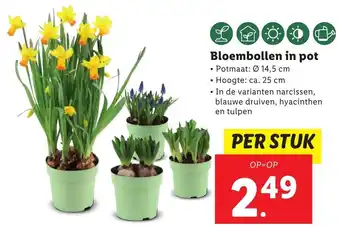 Lidl Bloembollen in pot aanbieding