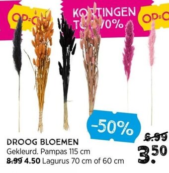 Xenos Droog bloemen aanbieding