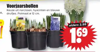 Dirk Voorjaarsbollen aanbieding