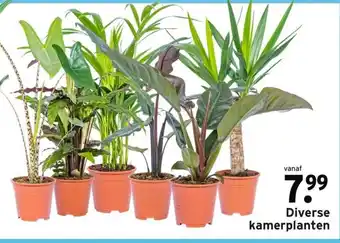 GAMMA Diverse kamerplanten aanbieding