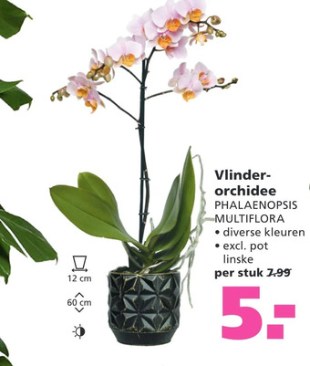 Ranzijn Vlinderorchidee phalaenopsis multiflora aanbieding