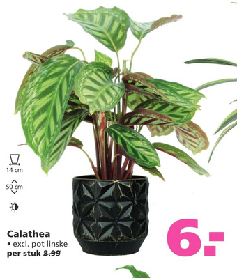 Ranzijn Calathea aanbieding