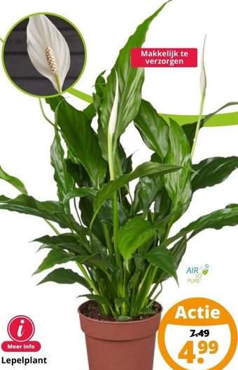 GroenRijk Lepelplant aanbieding