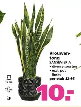 Ranzijn Vrouwentong sansevieria aanbieding