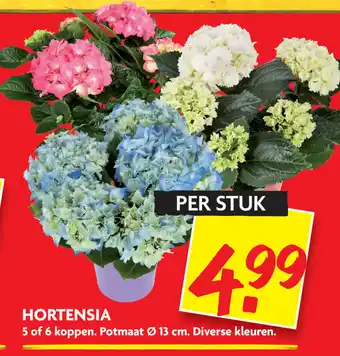 Dekamarkt Hortensia aanbieding