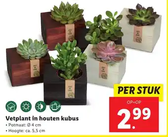 Lidl Vetplant in houten kubus aanbieding