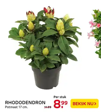 Praxis Rhododendron aanbieding