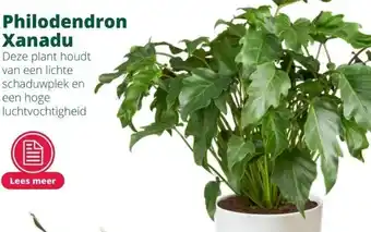 GroenRijk Philodendron xanadu aanbieding