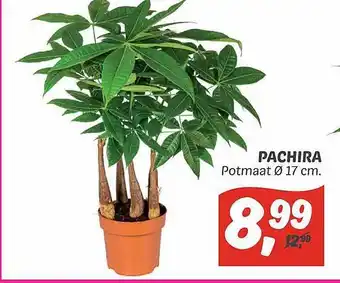 Dekamarkt Pachira aanbieding