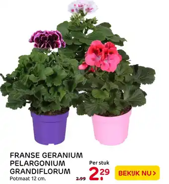 Praxis Franse Geranium Pelargonium Grandiflorum 12 cm aanbieding