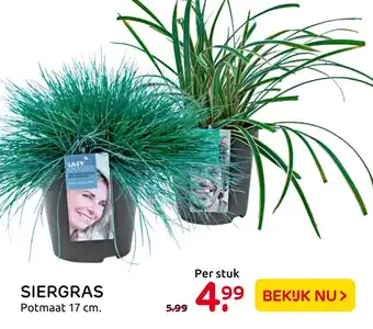 Praxis Siergras 17 cm aanbieding