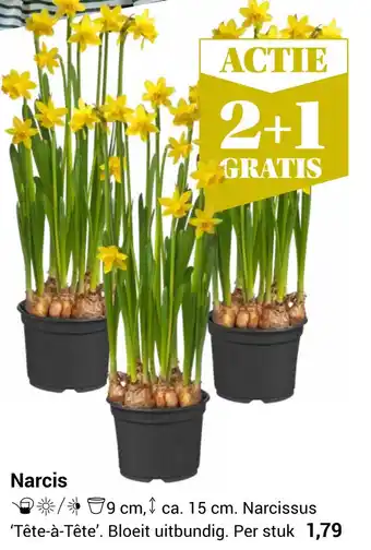 TuinWereld Narcis aanbieding