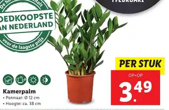 Lidl Kamerpalm aanbieding