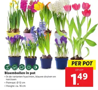 Lidl Bloembollen in pot aanbieding