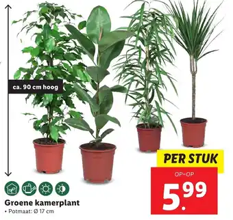 Lidl Groene kamerplant 17cm aanbieding